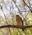 Kestral