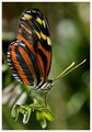 Tiger Longwing Butterfly