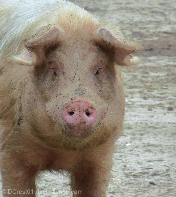 What a Ham!