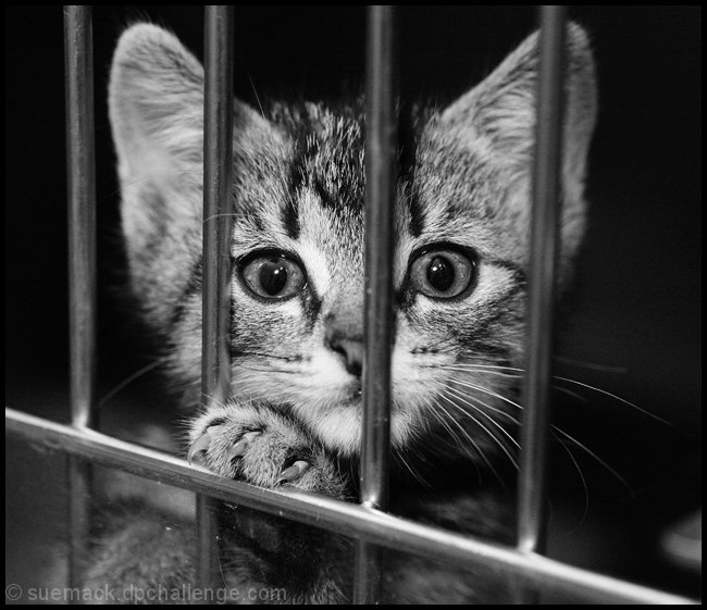Caged