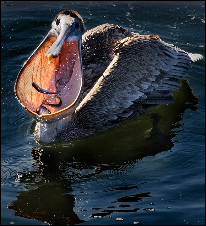 My, what a big mouth you have...