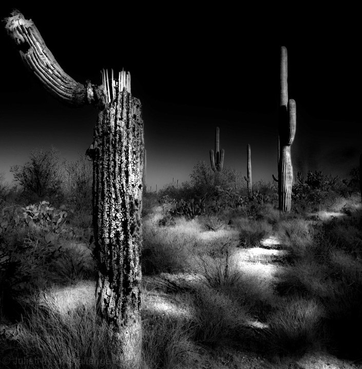 The Cactus Series