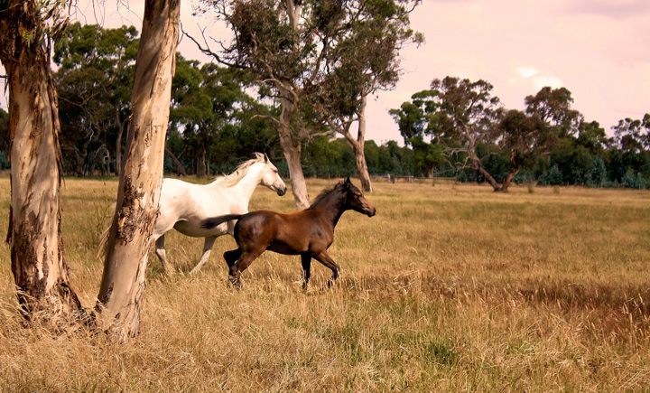 Missy's Horses