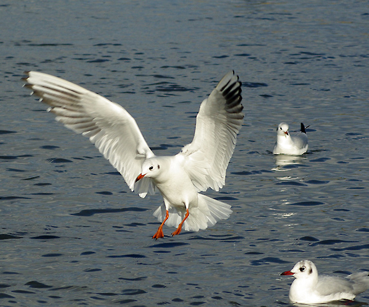 Preparing To Land