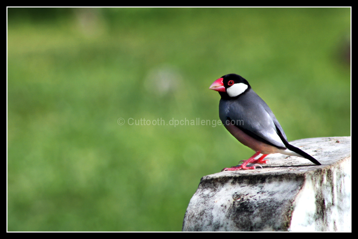 A Simple Finch