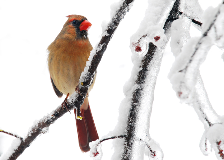 Female Cardinal