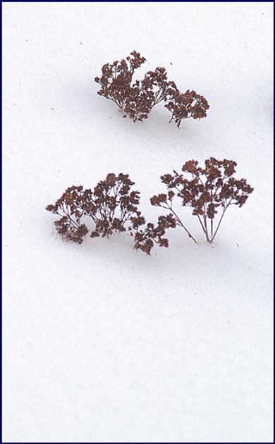 Leaves in Snow