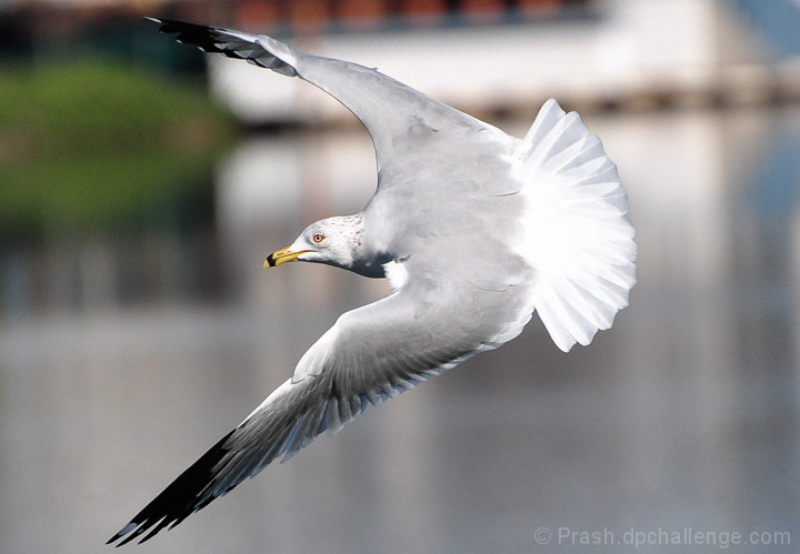 In flight