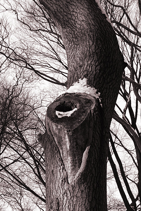 Aria for Baritone Tree