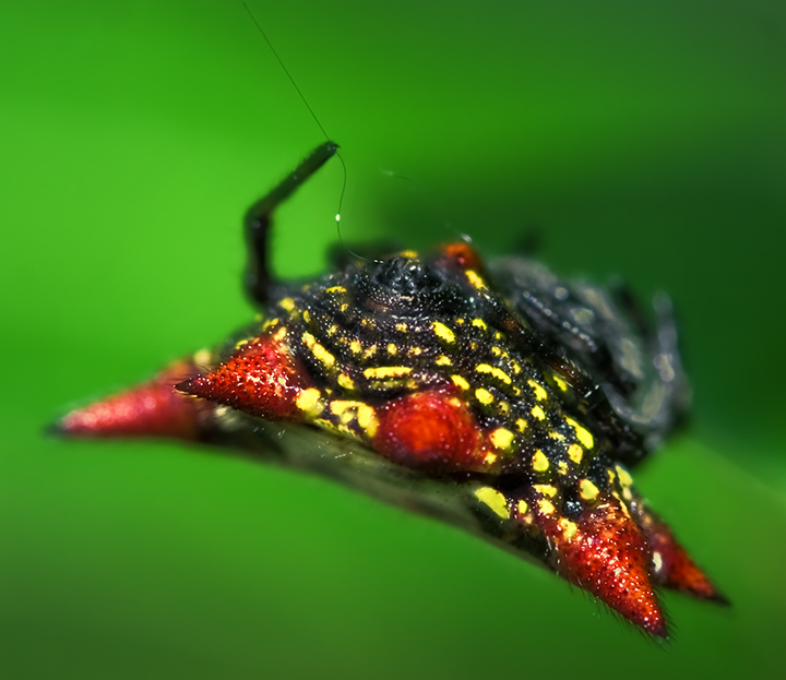 Spiny Orb Weaver