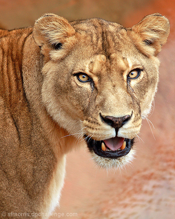 Lioness