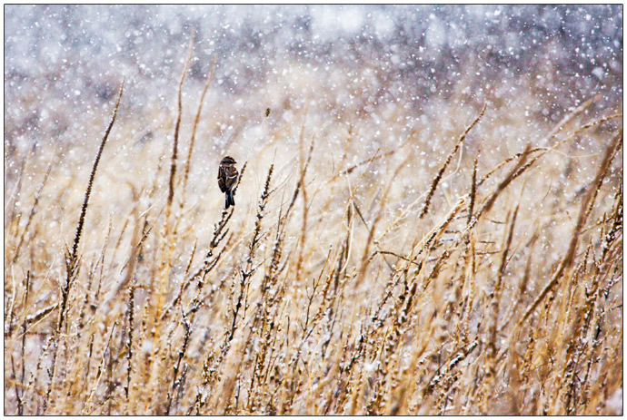 Weathering the Storm 