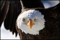 Ready to soar
