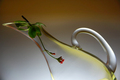 Delicate Balance