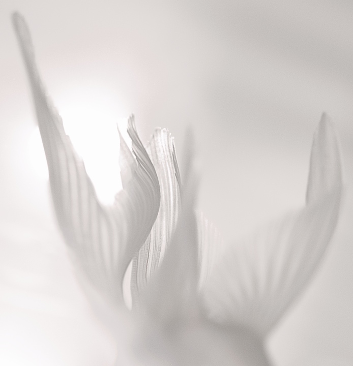 Delicate Fins