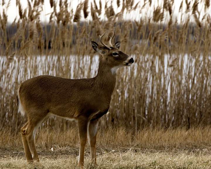 Young Buck