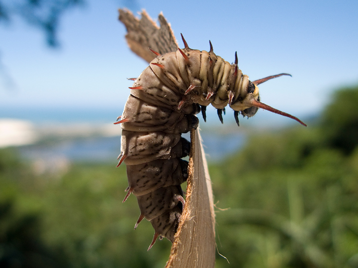 Future Butterfly