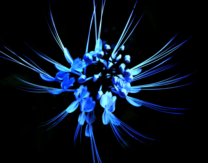  Flower in Blue