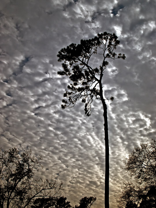 A Tree Grows In Texas