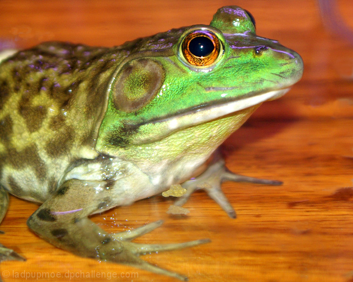 Bullfrog