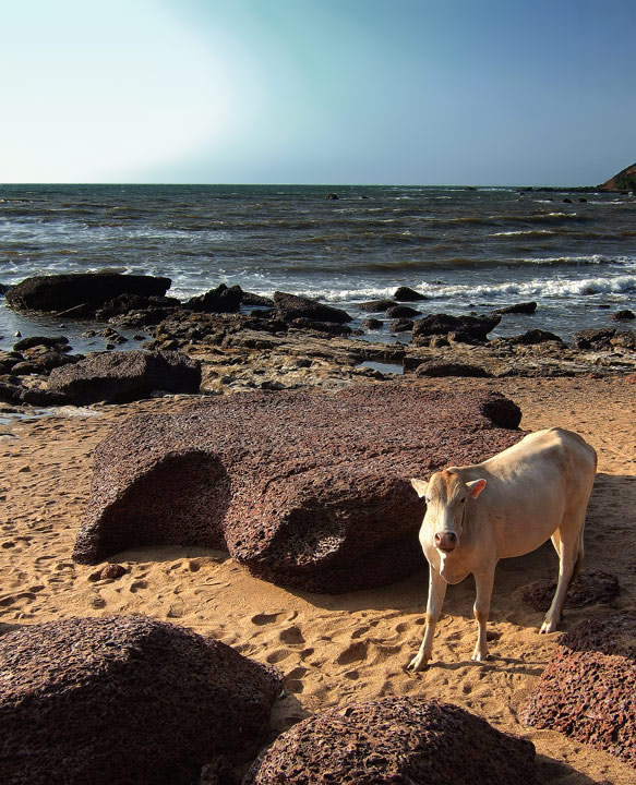 Beach Cow