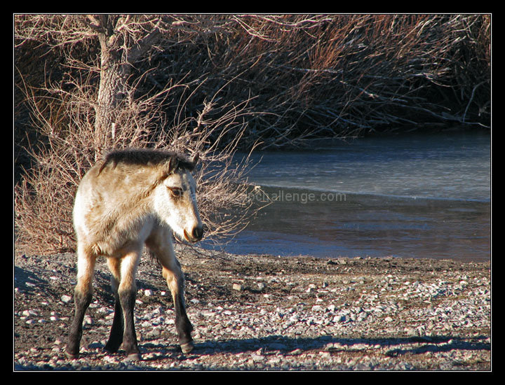 January's Pony