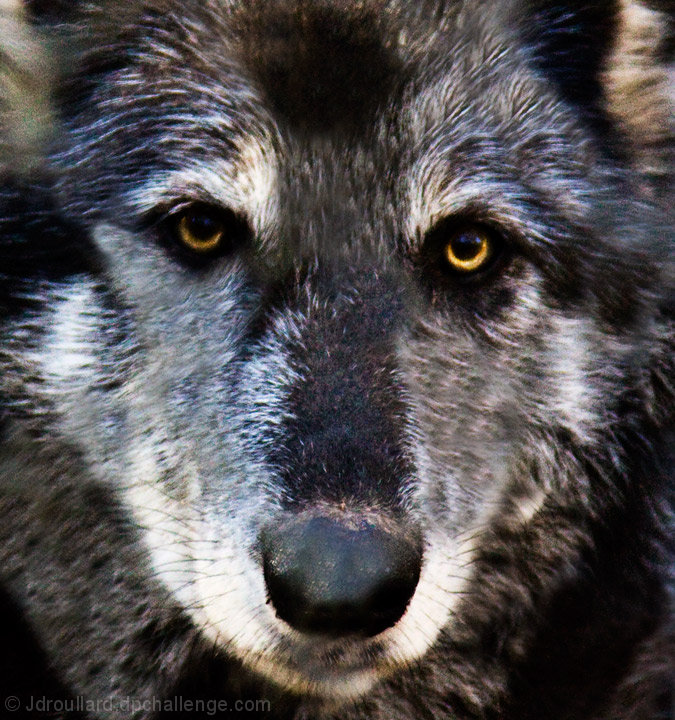 Grey Wolf 