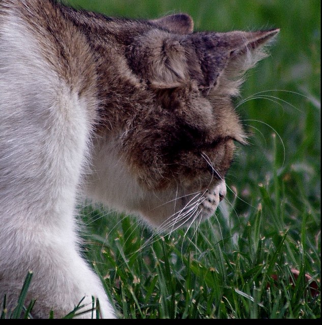 On the Prowl