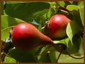 Natural Red and Green (baby pears)