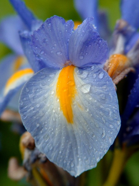 Blue Orange Iris