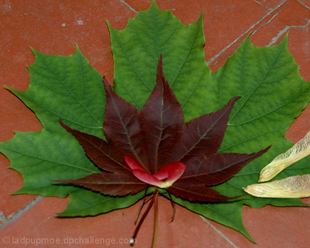 Red Maple ~ Green Maple
