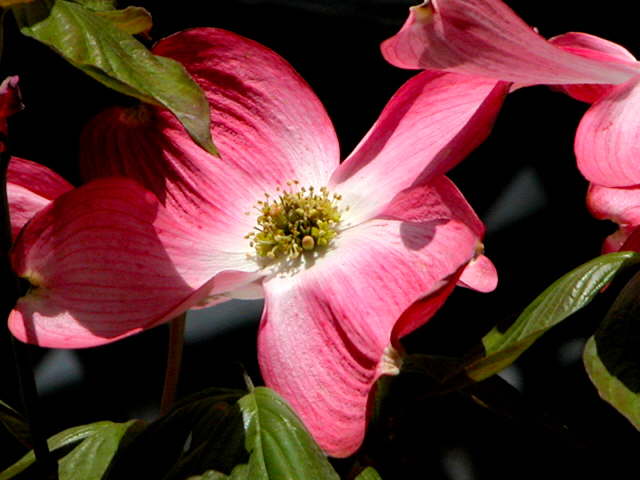 Dogwood