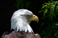 Portrait of a Bald Eagle 