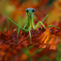 September Muse