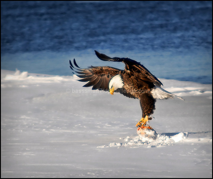 Fish Dinner in the Wild