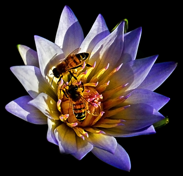 LOTUS ...
