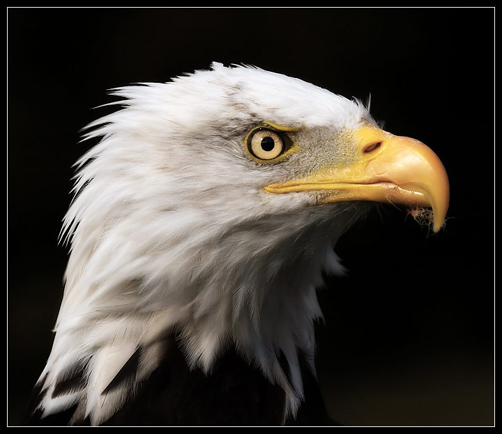 Portrait of a Predator