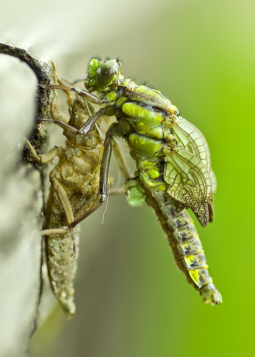 metamorphosis
