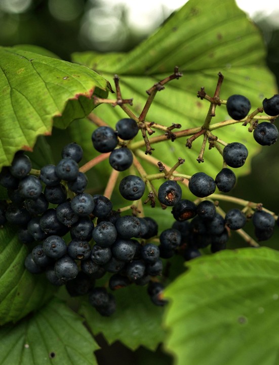 don't eat the berries...