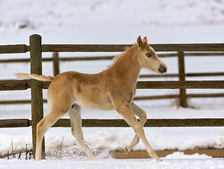 The March Colt