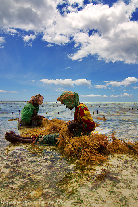 Seaweed Farmers