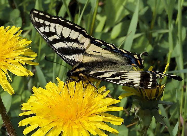 Butterfly Delight