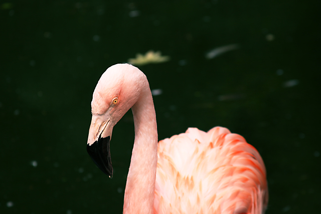 Pink Flamingo