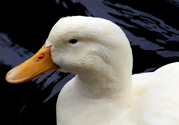 White Duck