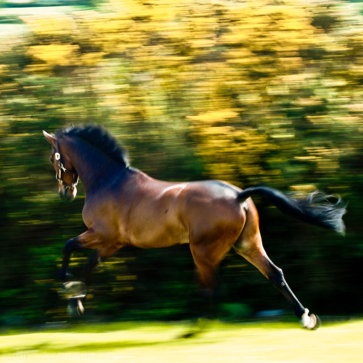 The Horse 