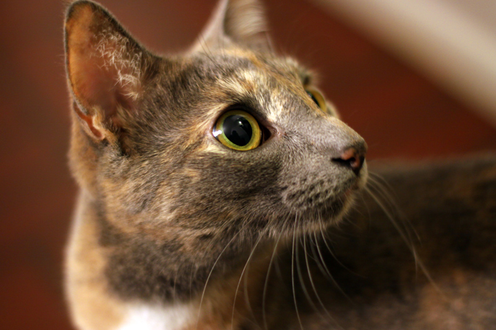 A Curious Clatter