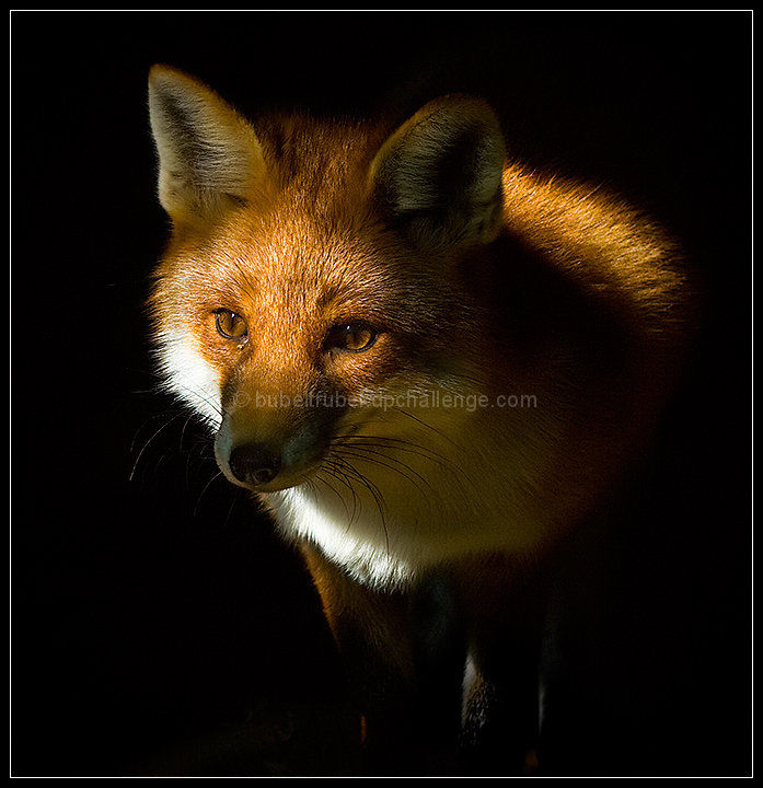 Fuchs, hast du die Gans gestohlen?