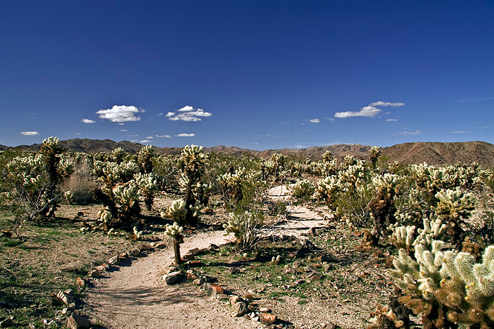 Cholla Cactus (Joshua Tree)