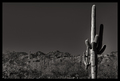 Saguaro