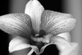 Petals
